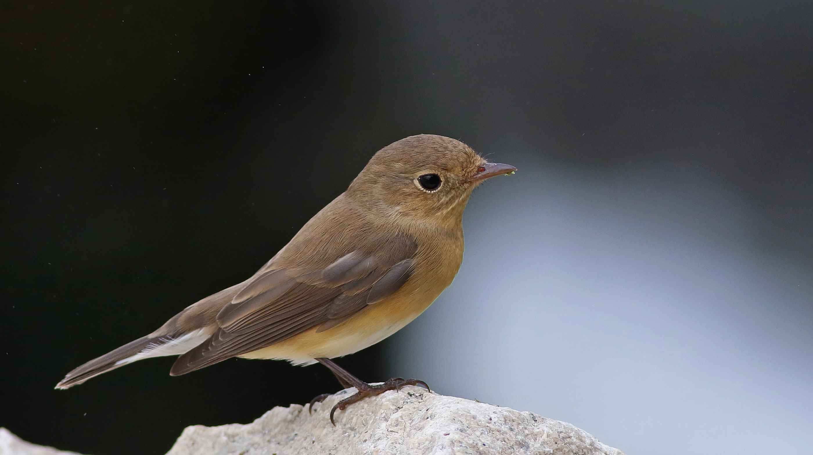 Red-breasted Flycatcher